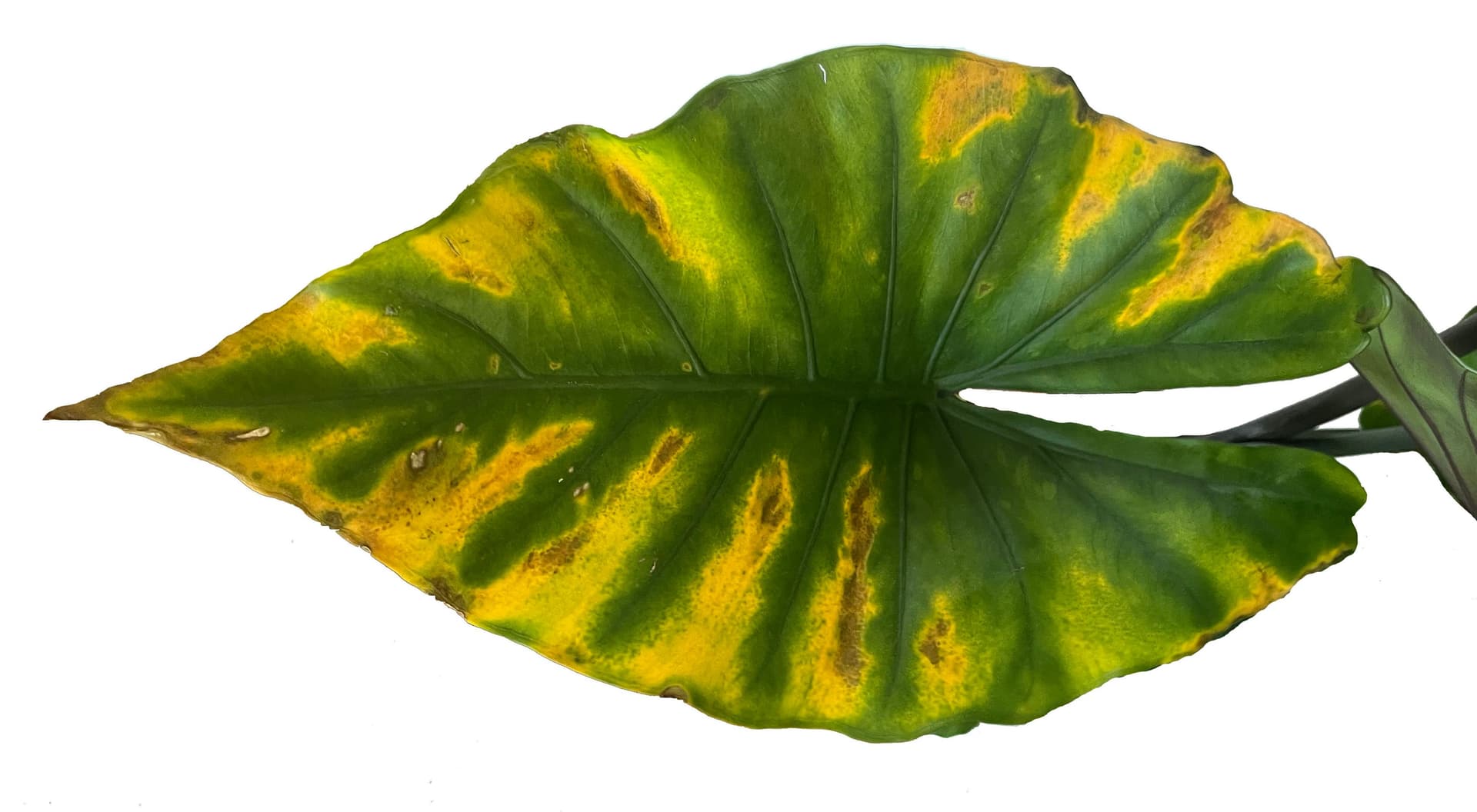 Houseplant Diagnostics