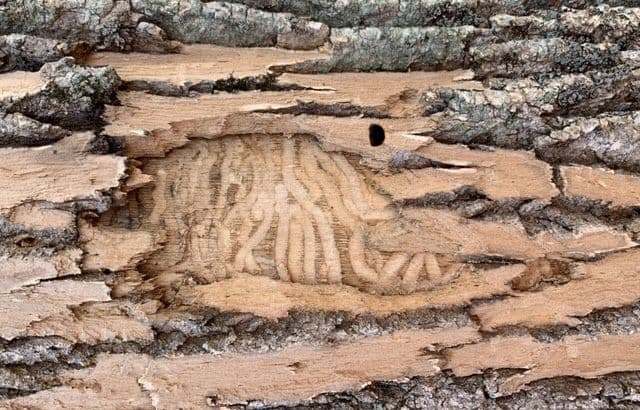 Emerald Ash Borer in the West