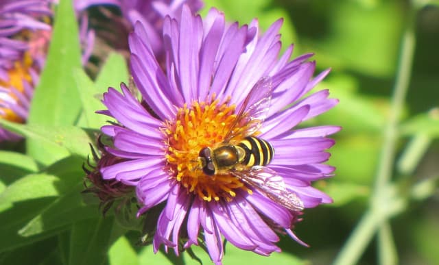 Attracting Beneficial Insects to Your Garden