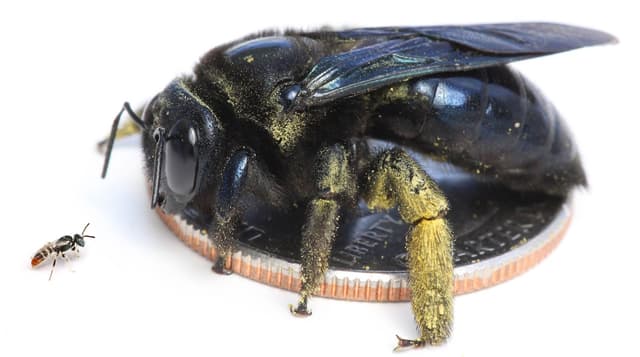 Getting to Know the Bees in Your Backyard