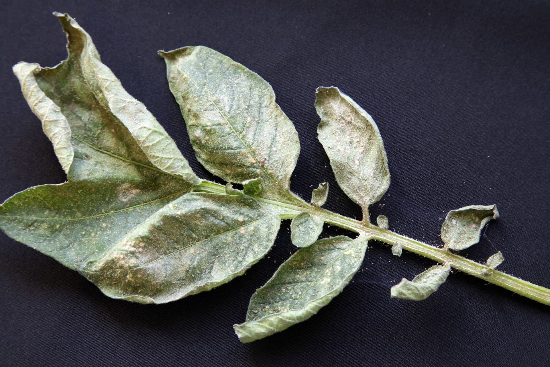 Interactions Between Insect Stress and Drought Stress